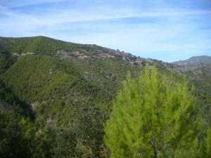 غابات بلدية  المروج  23