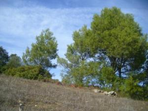 غابات بلدية  المروج  24