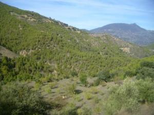 منظر طبيعي بضواحي بلدية المروج (9)