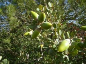 منظر طبيعي بضواحي بلدية المروج 4