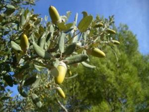 منظر طبيعي بضواحي بلدية المروج 7