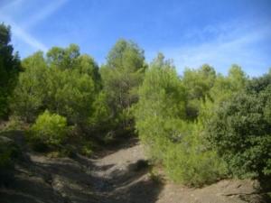 منظر طبيعي بضواحي بلدية المروج 20