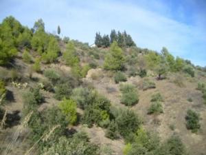 منظر طبيعي من بلدية المروج 3