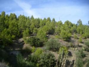 منظر طبيعي من بلدية المروج 4