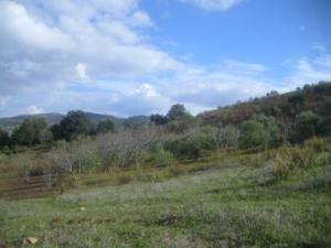 حقول أشجار التين و الزيتون 1