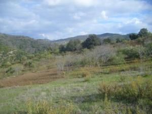 حقول أشجار التين و الزيتون 3