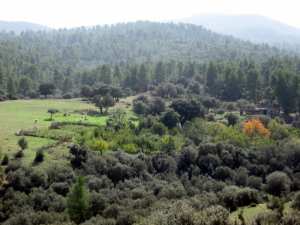 غابات جبل  شيلية