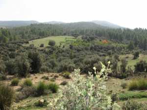 غابات جبل  شيلية  (بلدية يابوس)