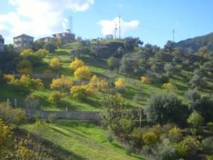 منظر طبيعي بضواحي بلدية  المروج   3