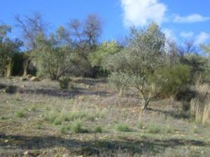 منظر طبيعي بضواحي بلدية  المروج   13