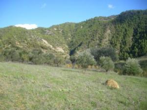 منظر طبيعي بضواحي بلدية  المروج   14