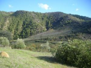 منظر طبيعي بضواحي بلدية  المروج   15