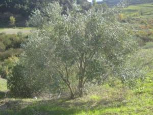 منظر طبيعي بضواحي بلدية  المروج   17