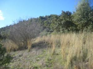 منظر طبيعي بضواحي بلدية  المروج  (1)