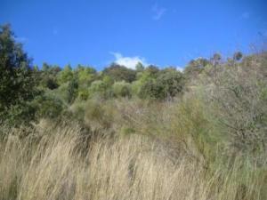 منظر طبيعي بضواحي بلدية  المروج  (3)