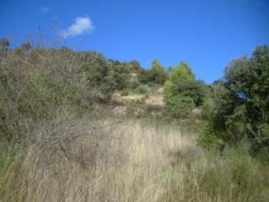 منظر طبيعي بضواحي بلدية  المروج  (4)