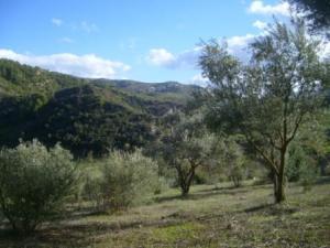 منظر طبيعي بضواحي بلدية  المروج  (9)