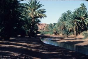 صورة من واحة  تيوت