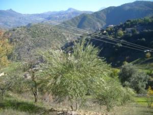 منظر طبيعي بضواحي  المروج  9