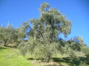 منظر طبيعي بضواحي  المروج  12