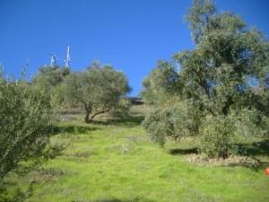 منظر طبيعي بضواحي  المروج  13