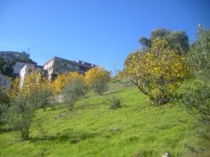 منظر طبيعي بضواحي  المروج  15