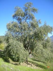 منظر طبيعي بضواحي  المروج  17