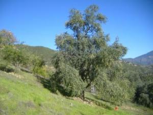 منظر طبيعي بضواحي  المروج  18