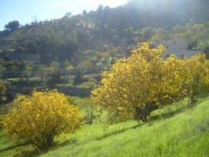 منظر طبيعي بضواحي  المروج  20