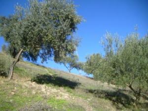 منظر طبيعي من ضواحي  المروج  1