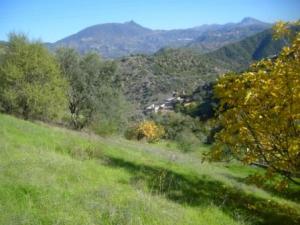 منظر طبيعي من ضواحي  المروج  4