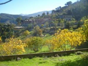 منظر طبيعي من ضواحي  المروج  7