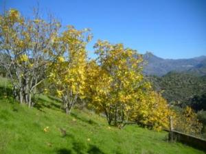 منظر طبيعي من ضواحي  المروج  8