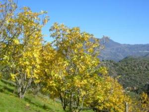 منظر طبيعي من ضواحي  المروج  9