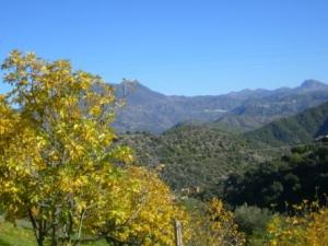 منظر طبيعي من ضواحي  المروج  10