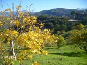 منظر طبيعي من ضواحي  المروج  20