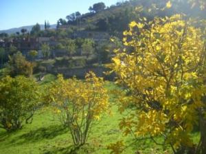 منظر طبيعي من ضواحي  المروج  21