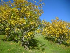 منظر طبيعي من ضواحي  المروج  22