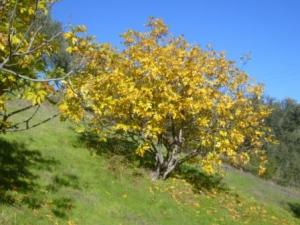 منظر طبيعي من ضواحي  المروج  23