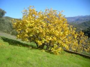 منظر طبيعي من ضواحي  المروج  24