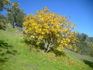 منظر طبيعي من ضواحي  المروج  25