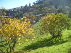 منظر طبيعي من ضواحي  المروج  29