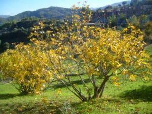 منظر طبيعي من ضواحي  المروج  30