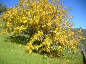 منظر طبيعي من ضواحي  المروج  33