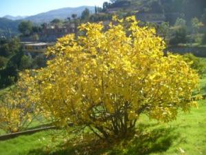 منظر طبيعي من ضواحي  المروج  34