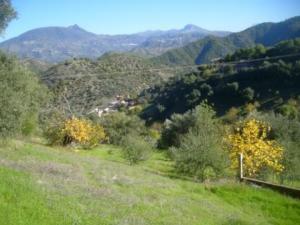 منظر طبيعي من ضواحي  المروج  35