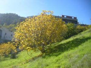 حقول بلدية  المروج  في فصل الخريف