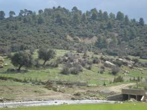 صورة لغابات جبل  شيلية  (بلدية يابوس)