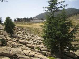 أشجار جبل  شيلية  بمنطقة  الأوراس  (1)