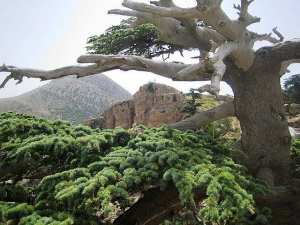 غابات جبل  شيلية  بمنطقة  الأوراس